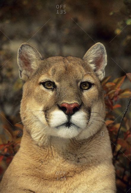 Close Up Of Mountain Lion Puma Concolor Wild Animals Pictures Wild