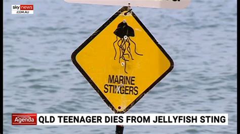 Mackay Jellyfish Teen Dies After Box Jellyfish Sting At Eimeo Beach