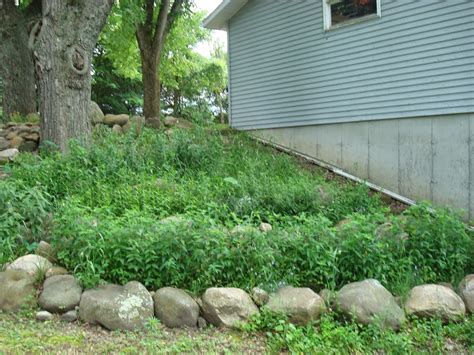 Improved Ecosystems Shaded Hillside Rock Garden