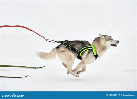 Running Husky Dog On Sled Dog Racing Stock Image Image Of Sleighman
