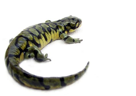 Pet Salamanders Types