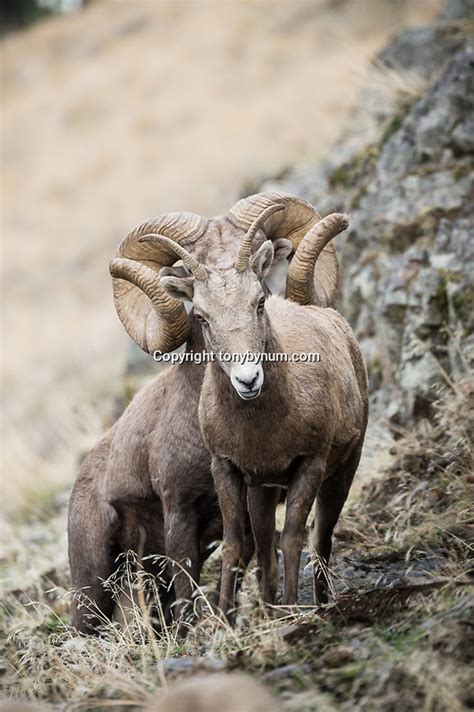 World Record Bighorn Sheep Tony Bynum Photography People Life Land