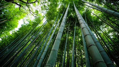 Why Bamboo Is Eco Friendly For The Most Part Tamborasi