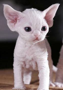 top  unusual cat breeds jaime pinterest cat animal  kitty