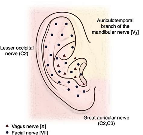 Lymph Nodes Behind Ear Diagram