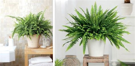 2 plantas para la decoración de terrazas pequeñas. decoracion con plantas de interiores - Buscar con Google | Plantas de interiores para decorar el ...