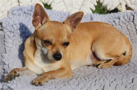 Teacup Chihuahua 8 Facts About These Small And Adorable
