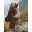 Jackson Hole Art Auction Grizzly Bear