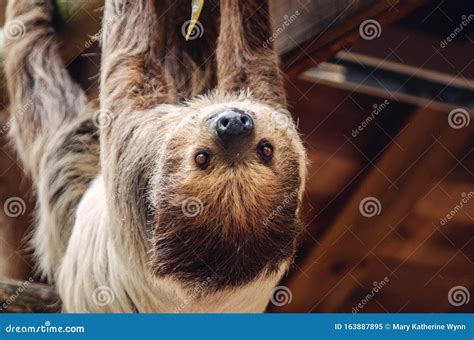 Sloth Hanging Upside Down Stock Image Image Of Awake 163887895