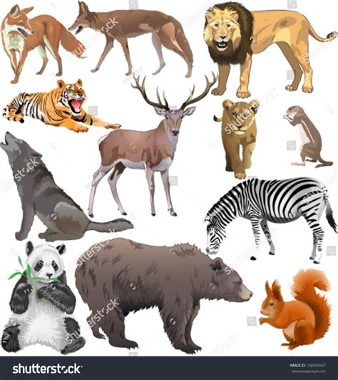 Set Of Different Wild Animals Vector Illustration 156056537