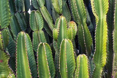 Cactus Plant · Free Stock Photo