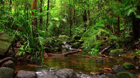 Calming Rainforest Relax Music With Nature Sounds Youtube