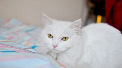 Reference for every muslim every where. Nama Kucing Betina yang Unik, Lucu dan Menggemaskan