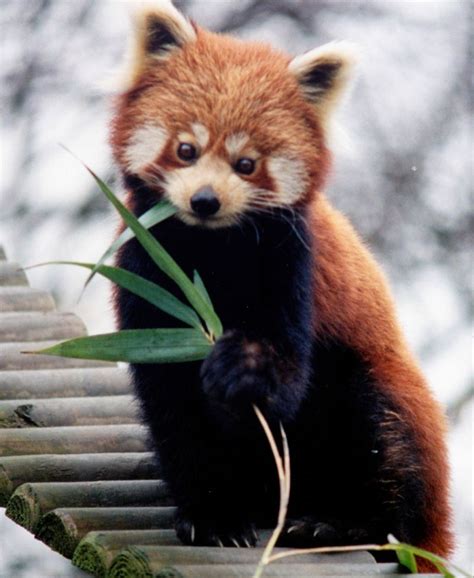 Gq Magazine The Red Panda And Huge Genomes Of A Panda Show The Meeting