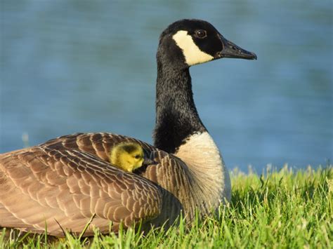 Mother Goose Shelters Her Baby Under Her Wing Smithsonian Photo