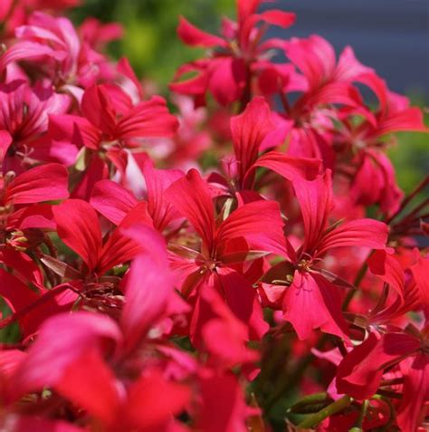 The Minicascade Red Balcony Geranium Is An Annual Flower