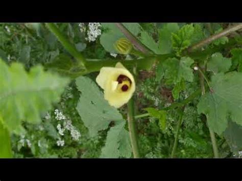 Faryad vlogs ke channel ko like kijiye share kijiye aur subscribe kijiye thanks watching de video #faryad#vlogs#. Flower timelapse - YouTube