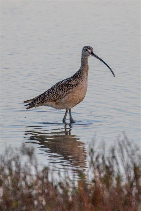 Texas Birds T Kahler Photography