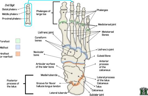 Matthew Crutchfield Foot Anatomy Ankle Anatomy Human Body Anatomy