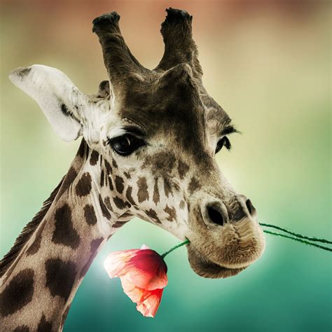 Photo Giraffenporträt By Christine Ellger On 500px Giraffe Pictures