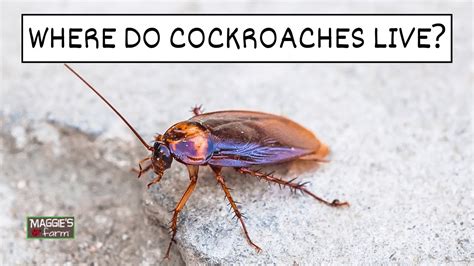 where do cockroaches live youtube