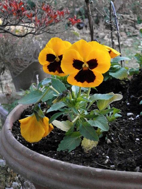 Безплатна снимка цвете ботаника градина флора диви цветя жълти