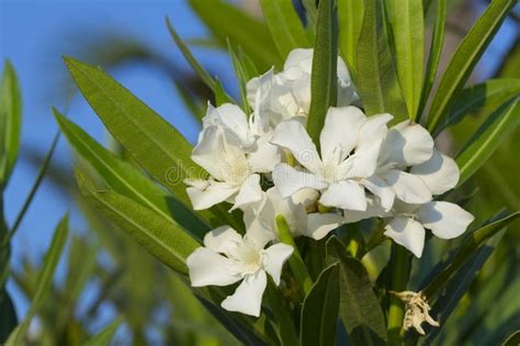 White Nerium Oleander Stock Image Image Of Summer Flower 109697539