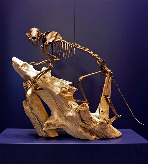 3d Replica Of Red Panda Skeleton