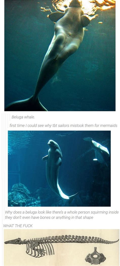 Beluga Whale Knees Communicationstews