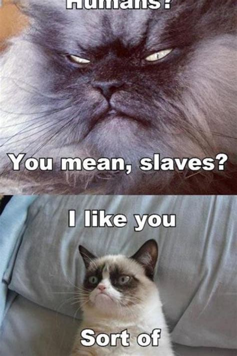 Grumpy Cat Grumpy Cat Humor Grumpy Cat Grumpy Cat Meme