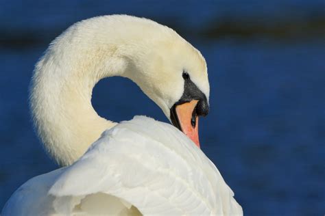 Victoria Daily Photo Trumpeter Swan