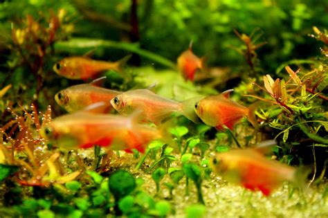 Tetra Fish Tropical Wallpapers Hd Desktop And Mobile Backgrounds