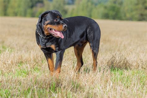 Why Do Rottweilers Get Their Tails Docked Explained