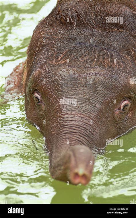 Baby Elephant Trunk Snorkel Hi Res Stock Photography And Images Alamy