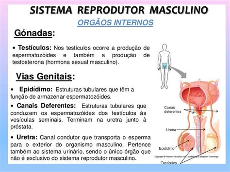 3 Sistema Reprodutor Masculino