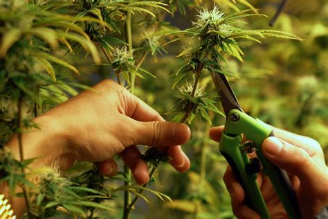 Cannabis Education Studies | Education for professionals at PCC