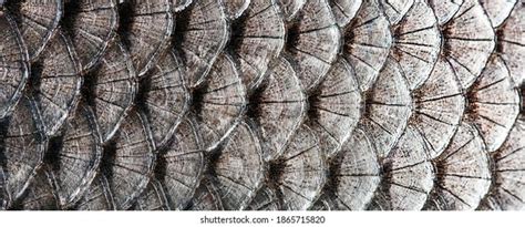 Fish Scaly Skin Texture Big Carp Stock Photo 1865715820 Shutterstock