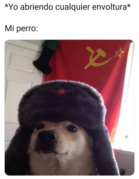 Perro Comunista Animal Memes Funny Animal Memes Dogs