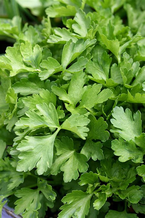 Parsley 6 Pack Italian Flat Leaved Buy Online At Annies Annuals