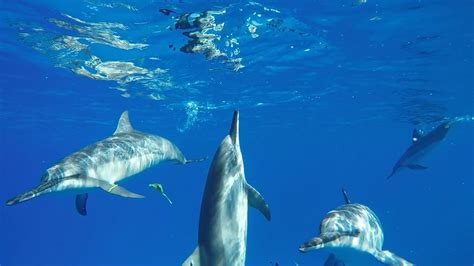 Swimming With Wild Dolphins Travel Hawaii In 60 Seconds Youtube