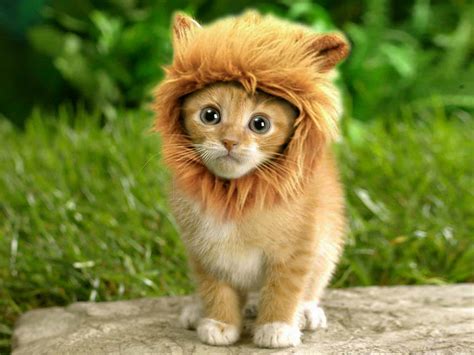 To make a lion costume, start by purchasing a golden sweatsuit for the body. Little lion cat - Cute Cats in Hats