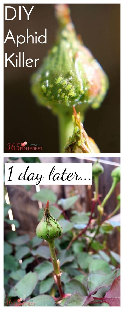 While fungus gnats are not very dangerous to your succulents and cacti themselves, they are an indicator that your. Pin on Simple and Seasonal Posts