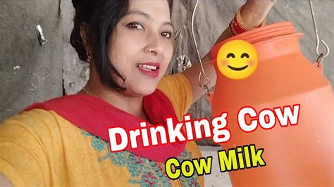 cow milk drinking from udder cow milking cow milking vlog jaya ghosh 🥰 youtube