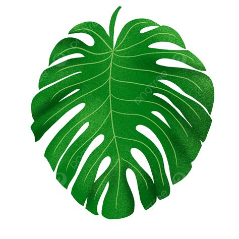 Large Leaf Clipart Transparent Background Large Green Leaf Cartoon