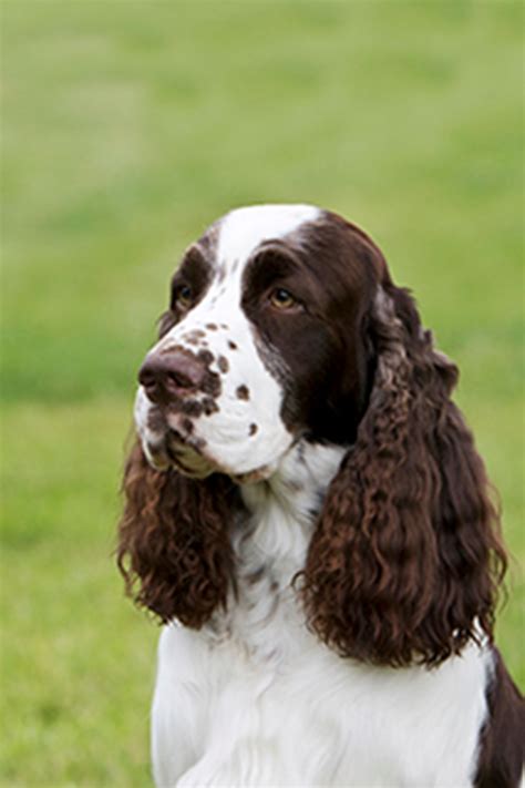 Spaniel (English Springer) | Breeds A to Z | The Kennel Club