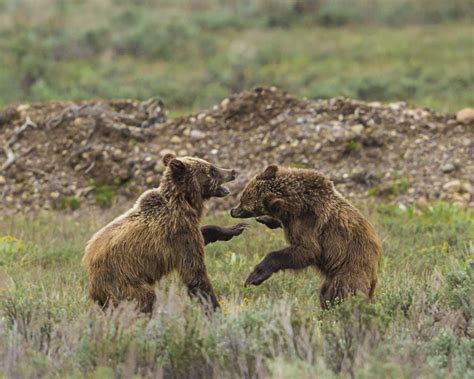 Two Grizzly Cubs Teton NP Photography By Brian Luke Seaward