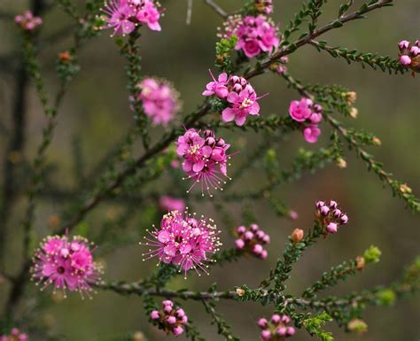 25 Beautiful Australian Wildflowers | Australian wildflowers, Australian native flowers ...