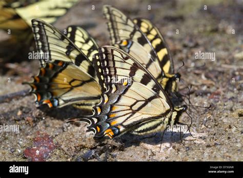 Papilio Glaucas Fotograf As E Im Genes De Alta Resoluci N Alamy