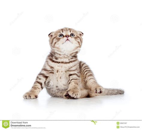 Funny Little Scottish Fold Kitten Looking Up Stock Image