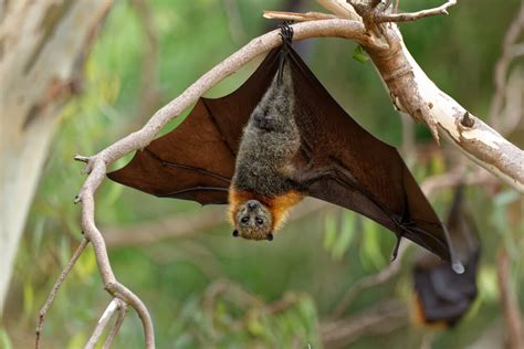 What To Do If You See A Bat Baystate Wildlife